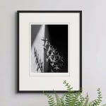 Imogen Cunningham, Colletia Cruciata 7, 1929