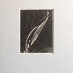 Imogen Cunningham, Rubber Plant 3, about 1929