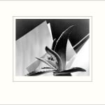 Imogen Cunningham, Plant Pattern, 1920s