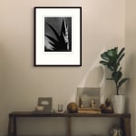 Imogen Cunningham, Aloe, 1925