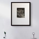 Imogen Cunningham, Aloe Plicatilis, 1949