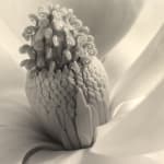 Imogen Cunningham, Magnolia Blossom, Tower of Jewels, 1925