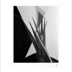 Imogen Cunningham, Agave Design 1, 1920s