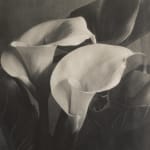 Imogen Cunningham, Two Callas 2, late 1920s