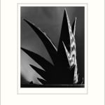 Imogen Cunningham, Aloe, 1925