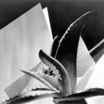 Imogen Cunningham, Plant Pattern, 1920s