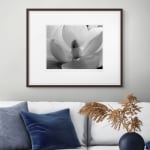 Imogen Cunningham, Magnolia Blossom, 1925