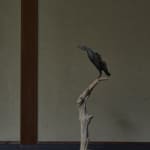 Sho Kishino, Shadow of Birds in Flight, 2020
