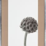 Takashi Tomo-oka, 「菊 5」（1/5）Chrysanthemum 5, 2016