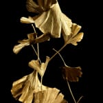 Shota Suzuki, 蒲公英・環 - Dandelion Fluff, 2023