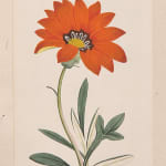 Yoshihashi-Kankoudou, 軸　植物図譜より「カーティスの花」　裂:タイシルク