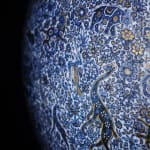 Yuki Hayama, Porcelain Tiles: Sunlight Shining Through Trees