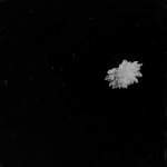 Steffen Diemer, Chrysantheme, WVZ 550, 2020