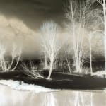 Richard Misrach, Untitled #729700FC (Tree in snow, Yosemite), 2009