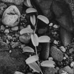 Alfred Stieglitz, The Pool - Deal (from Camera Work, no. 36, October 1911), 1910