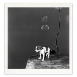 Roger Ballen, Puppy on table, 2000