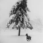 Garry Winogrand, New York City (large dog running in snow, tree), 1968