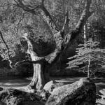 Ansel Adams, Forest Castle Rock State Park, CA, 1962