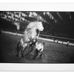 Garry Winogrand, Cowboy Holding Horse at Rodeo