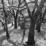 Ansel Adams, Forest Castle Rock State Park, CA, 1962