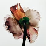 Irving Penn, Tuberous Begonia, New York, 1973