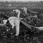 Danny Lyon, The Cotton Pickers, Ferguson Unit, Texas, 1968