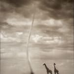 Nick Brandt, Giraffes with Dust Devil, Amboseli, 2007