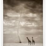 Nick Brandt, Giraffes with Dust Devil, Amboseli, 2007