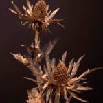 Robyn Neild, Wigwam Series