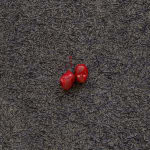 ELIAS SIME, Ants & Ceramicists 3, 2009