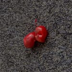 ELIAS SIME, Ants & Ceramicists 3, 2009