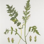 Elizabeth Blackadder, Wildflower, 2014