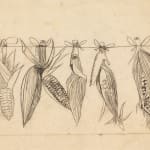 Graham Sutherland, Study for Hanging Maize, 1948