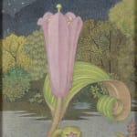 Maxwell Ashby Armfield, The Chinese Lotus