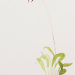 Elizabeth Blackadder, Orchidaceae, Masdevallia Coccinea, Denisoniana