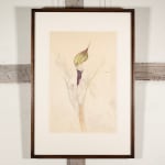 John Nash, Gladiolus 'Byzantinus', June, 1969