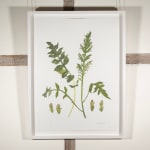 Elizabeth Blackadder, Wildflower, 2014
