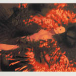 Sidney Nolan, Leda Theme III, 1972