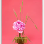 Ann Shelton Jhana Millers Gallery