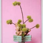 Ann Shelton Jhana Millers Gallery