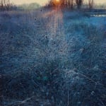 Andrew Gifford, 12. Frost on the River's Edge, Barcombe Mills, 2024