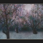 Richard Cartwright, Plum Trees in Blossom, 2022