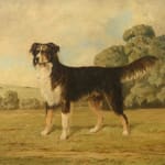 W Lucas, Tim - portrait of a tri -colour sheepdog 1944