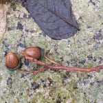 Penkridge Ceramics, Long twig with 2 brown acorns