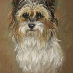 Marjorie Cox, Bright Eyes - a rough-haired terrier (full face)