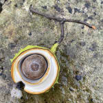 Penkridge Ceramics, Half shell & removable nut - SOLD