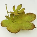 Penkridge Ceramics, Double Horse chestnut leaf - tiny & medium SOLD