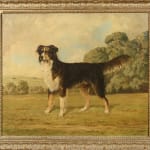 W Lucas, Tim - portrait of a tri -colour sheepdog 1944