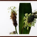 Mario Andres Robinson, The Mansion