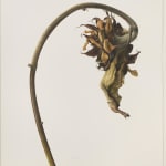 Fiona Strickland, Common Sunflower, (Helianthus annus), 2021